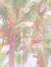 Italian palm grove double exposure stretch cotton twill