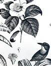 Italian 'Eden etching' cotton shirting panel