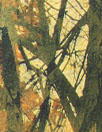 Dutch digital 'mirrored treetops' knit panel Oeko-Tex cert. 