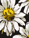 'countless daisies' stretch cotton twill