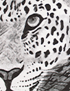 animal print & texture